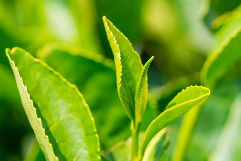 Sunlit green tea leaves in close-up, reflecting the botanical ingredients explored by More Labs.