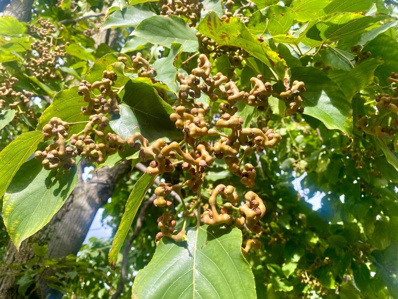 Hovenia dulcis branches photographed for a More Labs article on DHM’s botanical origins.