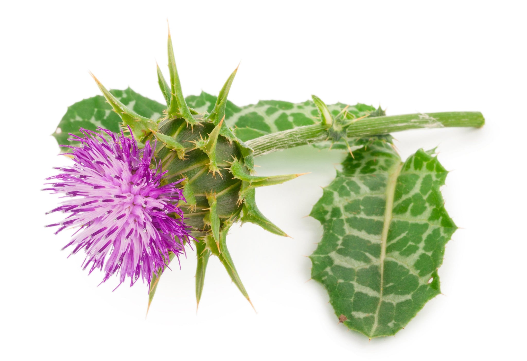 Close-up of a blooming milk thistle flower with jagged green leaves and purple spiky petals on a white background.