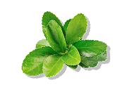 Green stevia leaves isolated on a transparent background.
