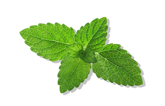 lemon balm