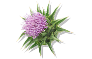 Purple milk thistle flower with green spiky leaves isolated on a transparent background.
